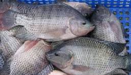 TILAPIA ENTERA